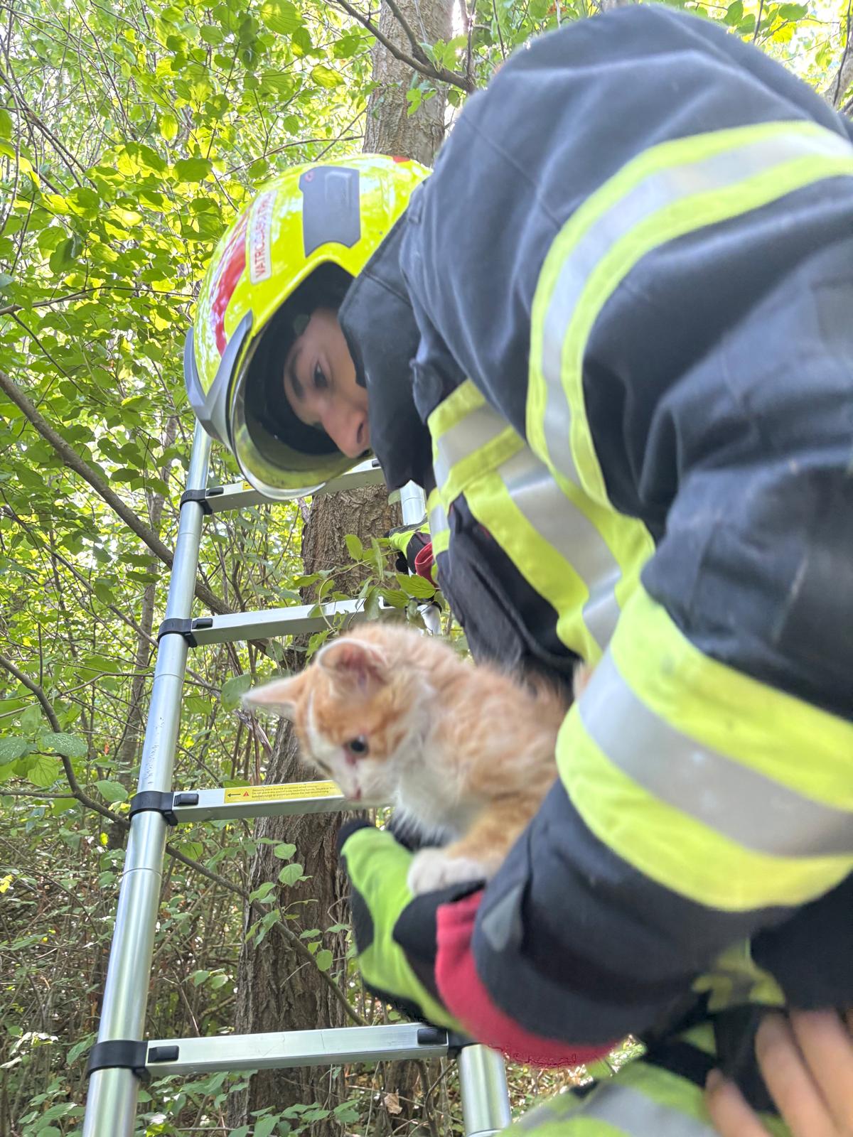 Vatrogasac dvd Trilj spašava mačku sa stabla